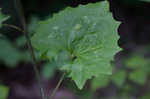 Pale Indian plantain